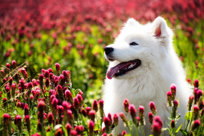 Samoyed dog in a field of red flowers