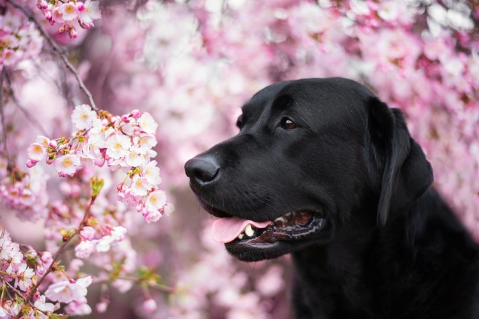 Black Labrador Retriever near pink cherry blossoms
