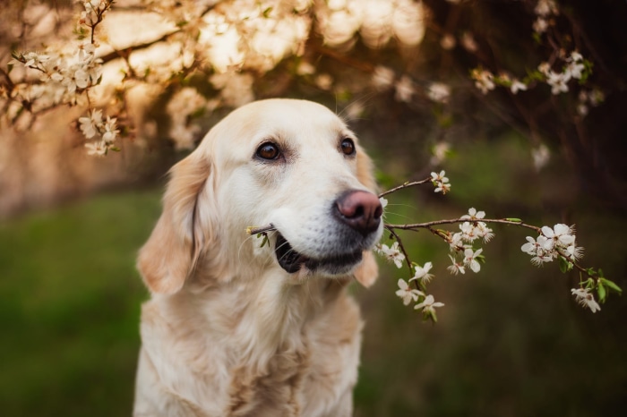 Golden Retriever with a blooming branch