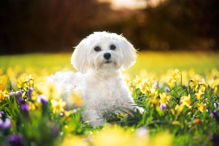 White Maltese dog in a field of daffodils