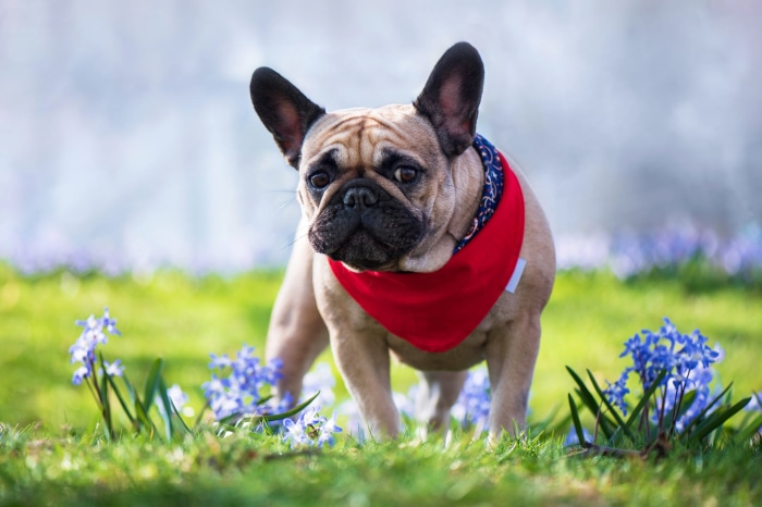 French Bulldog wearing a red bandana in a field of flowers