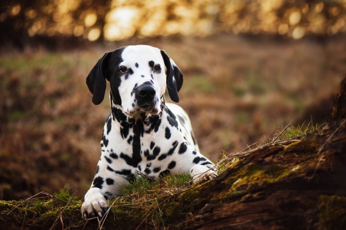 Dalmatian dog lying on a log