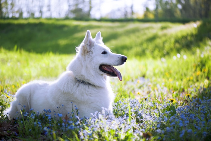 White Swiss Shepherd Dog in a Field of Flowers