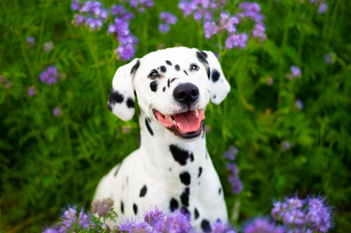 Dalmatian dog sitting in purple flowers