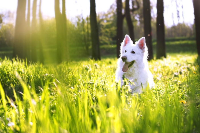 White Swiss Shepherd Dog in a Sunny Forest