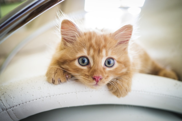 Orange Kitten Lying on a White Surface