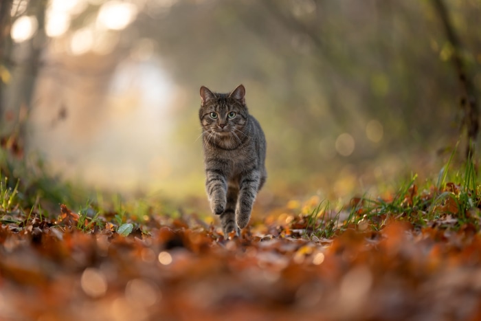 Tabby cat walking on a path in autumn