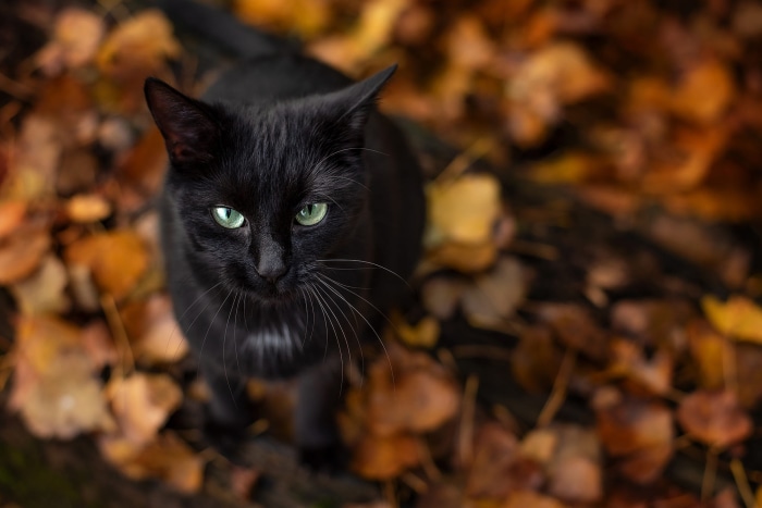Black cat with green eyes in autumn leaves