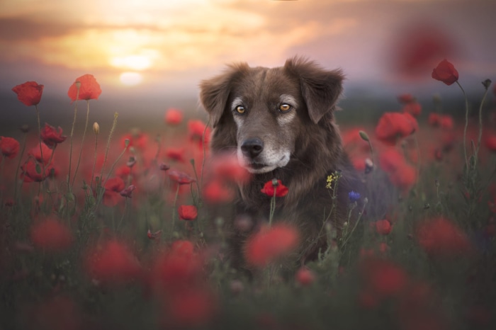 Brown dog in a field of red poppies at sunset
