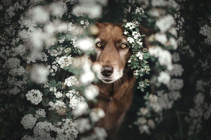 Brown dog with yellow eyes surrounded by white flowers