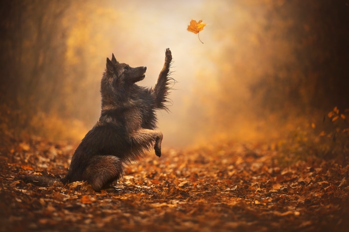 German Shepherd playing with a leaf in autumn