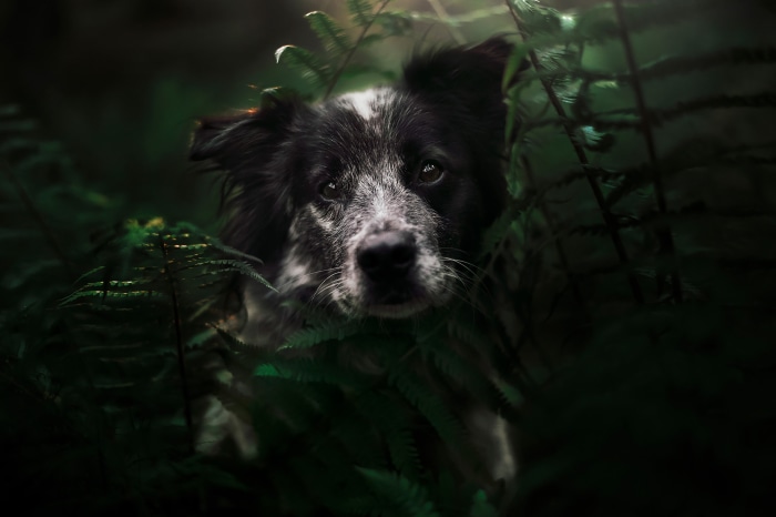 Border Collie peeking through ferns