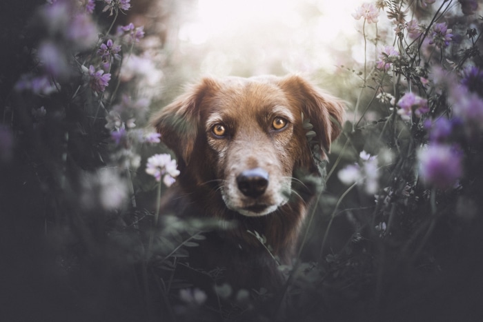 Brown dog with golden eyes in flowers