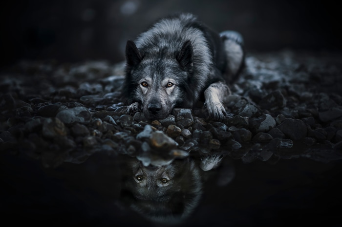 Wolfdog lying down with reflection in water