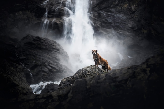Brown dog standing on rocks near waterfall