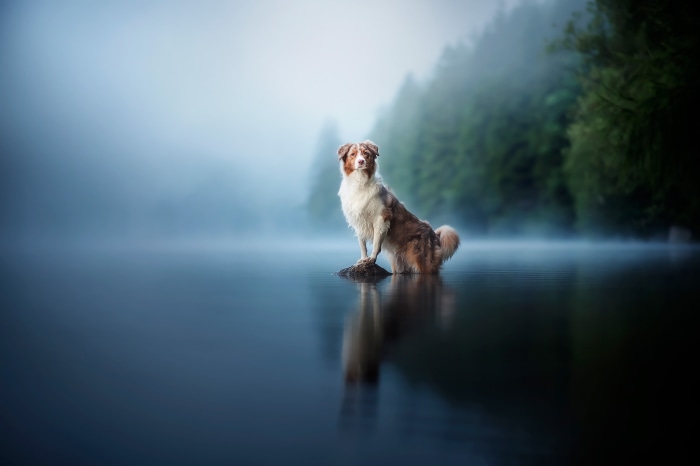 Australian Shepherd dog sitting on a rock in a misty lake
