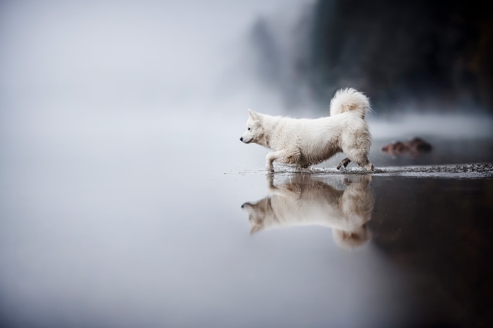 White dog walking in water with reflection