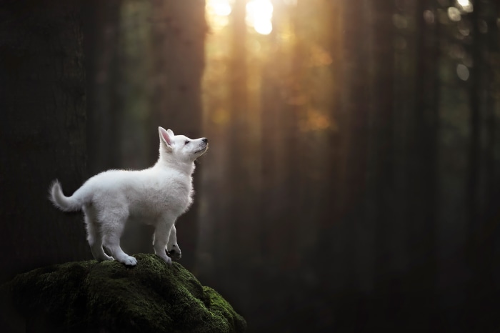 White Swiss Shepherd puppy on mossy rock in forest