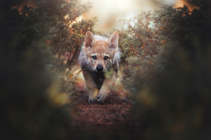 Wolfdog puppy walking through forest