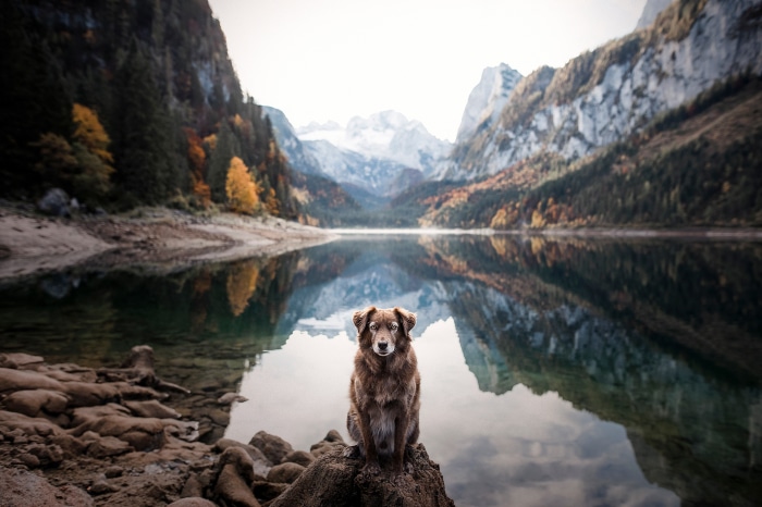 Dog sitting by a lake with mountains in the background