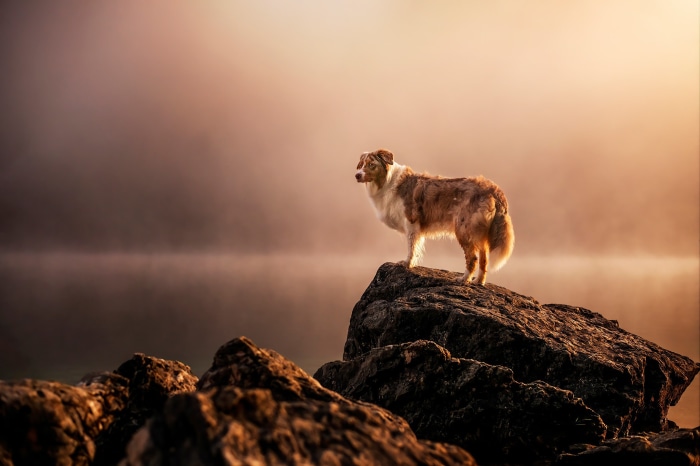 Australian Shepherd dog on a rock by a misty lake