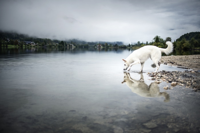 White Swiss Shepherd drinking water from lake