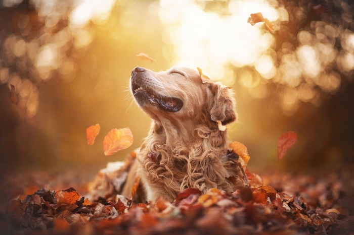 Golden Retriever in Autumn Leaves
