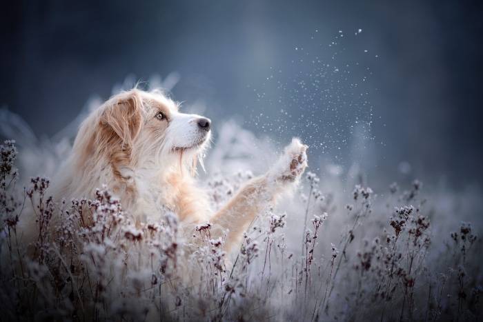 Golden retriever dog in winter field