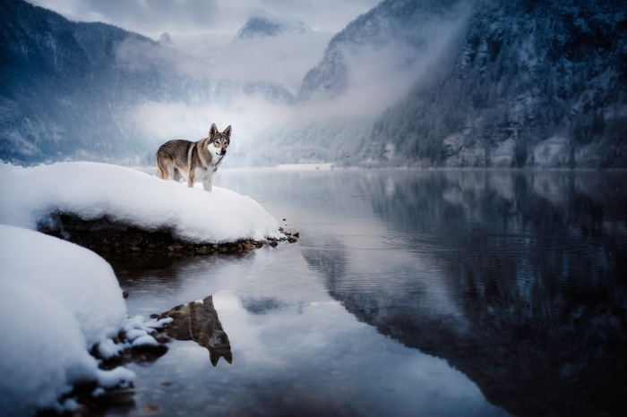 Wolfdog standing on snow by a lake in winter