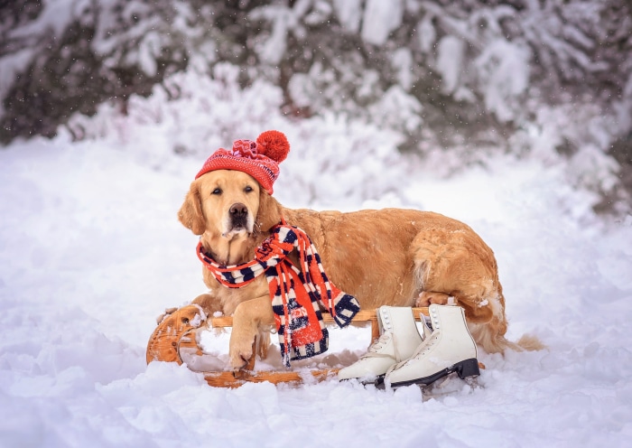 Golden Retriever in Winter with Sled and Skates