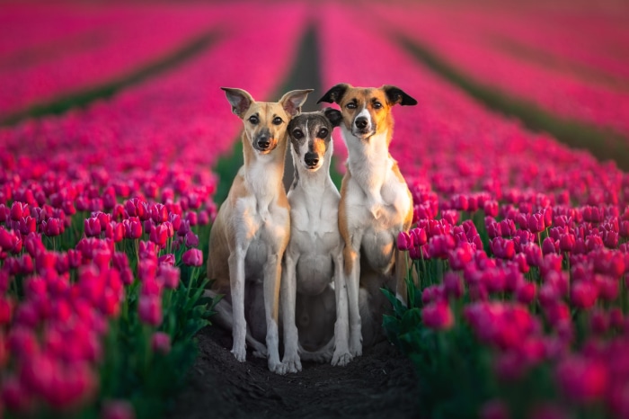 Three Greyhounds in a Tulip Field