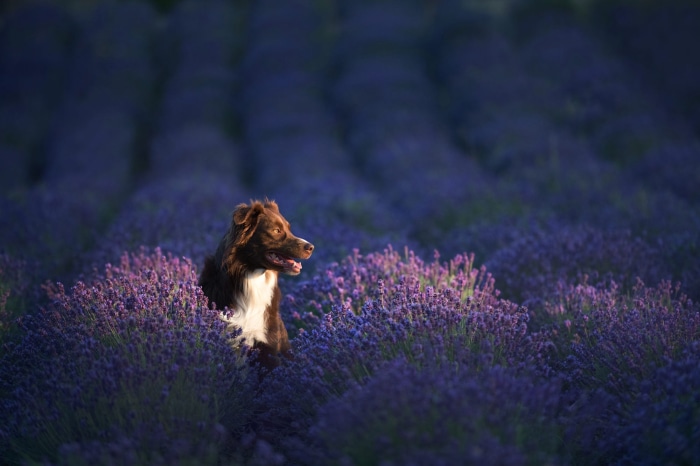 Brown Australian Shepherd in Lavender Field