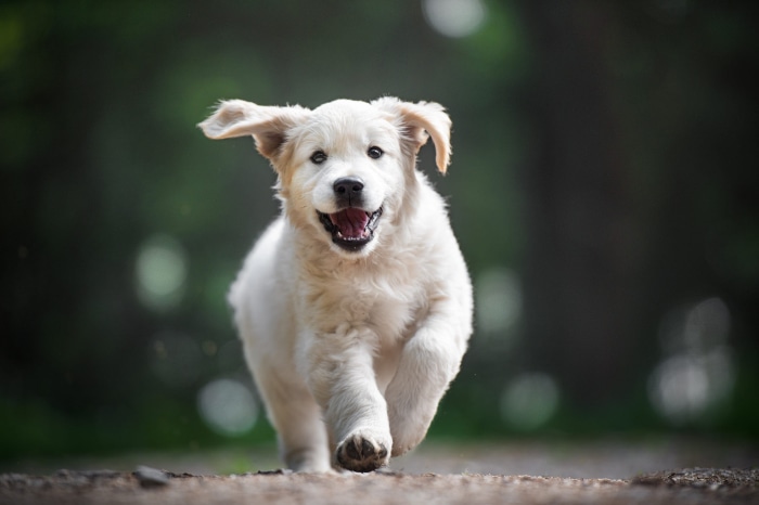 Golden Retriever puppy running outdoors