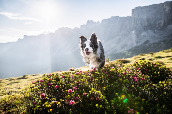 Border Collie running through mountain flowers