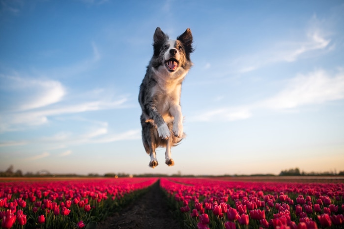 Border Collie jumping in a tulip field
