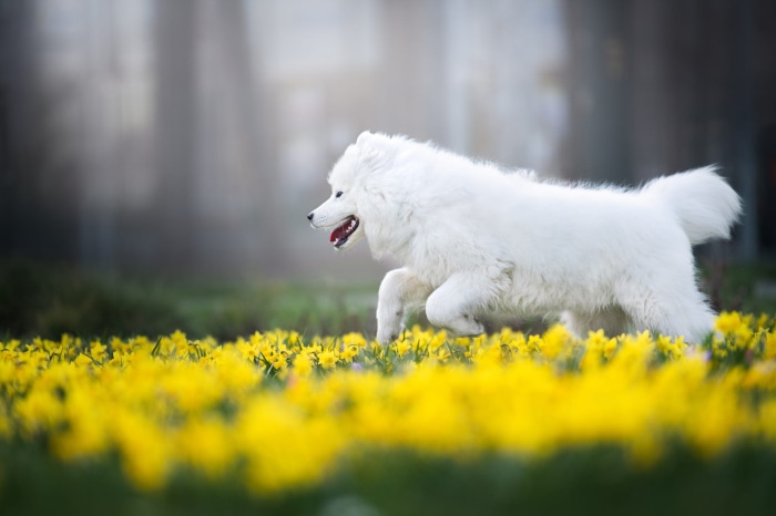 Samoyed dog running through daffodils