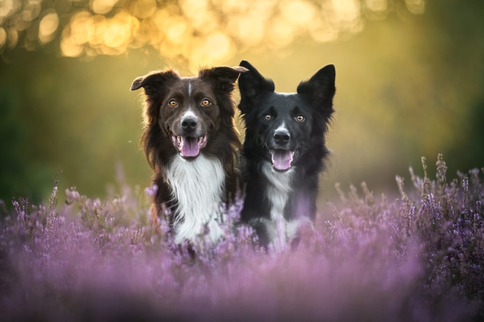 Two Border Collies in a field of flowers