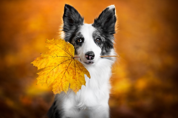 Border Collie holding a yellow maple leaf