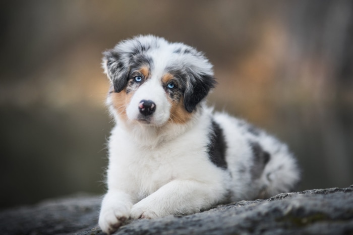 Australian Shepherd HD, Baby Animal, Puppy, HD Wallpaper | Rare Gallery