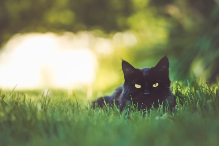 Black cat with yellow eyes lying in grass
