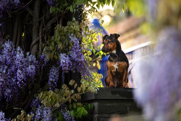Jack Russell Terrier sitting near Wisteria