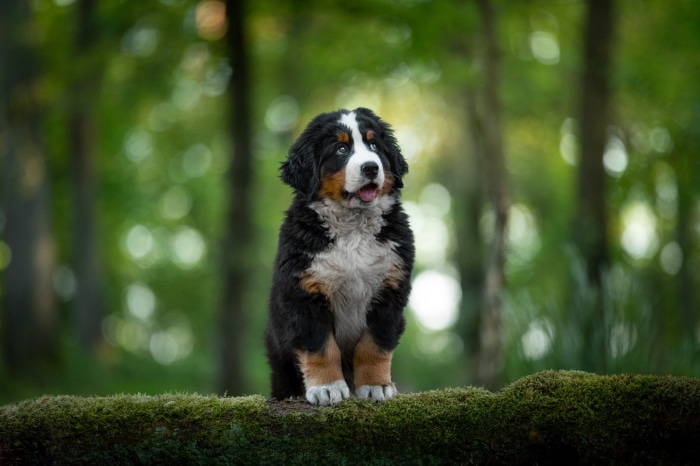 Bernese Mountain Dog Puppy Sitting on Mossy Log