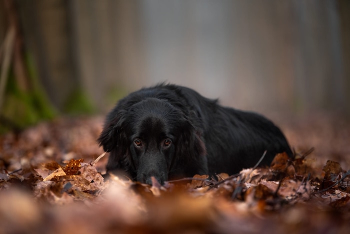 Black Hovawart dog lying in autumn leaves