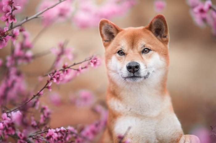 Shiba Inu Dog Among Pink Blossoms