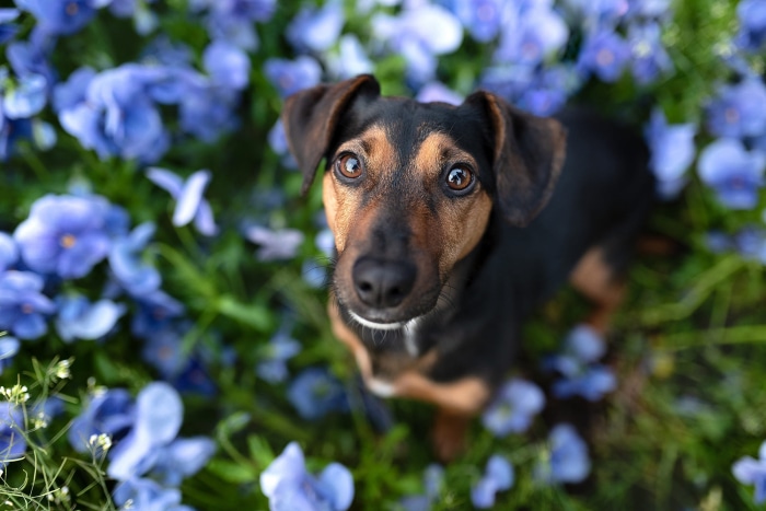 Dog looking up from blue flowers