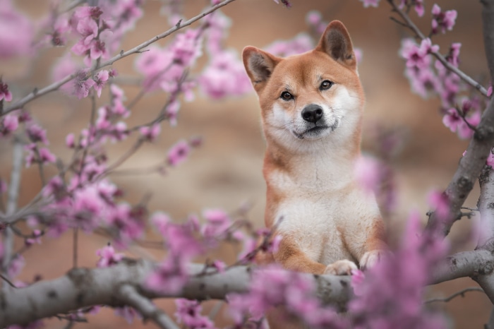 Shiba Inu dog among pink blossoms