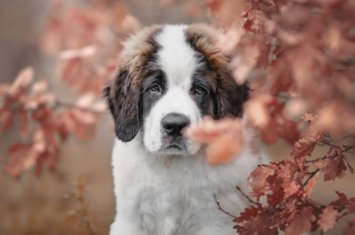 Saint Bernard puppy with autumn leaves