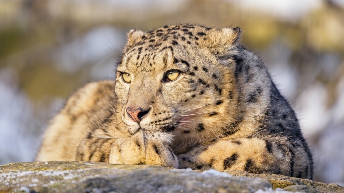 Snow Leopard