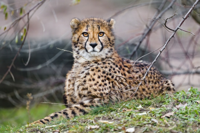 Cheetah cub lying on grass