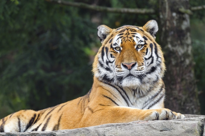 Tiger lying on a rock